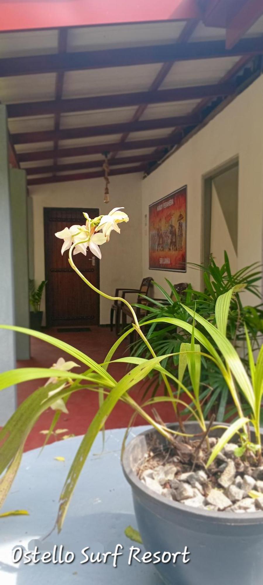 Ostello Surf Resort Ahangama Cameră foto